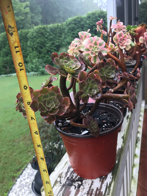 Aeonium Fireworks cluster tree. Photos taken 9-10-23. Rare Aeonium