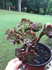 Aeonium Fireworks cluster tree. Photos taken 9-10-23. Rare Aeonium
