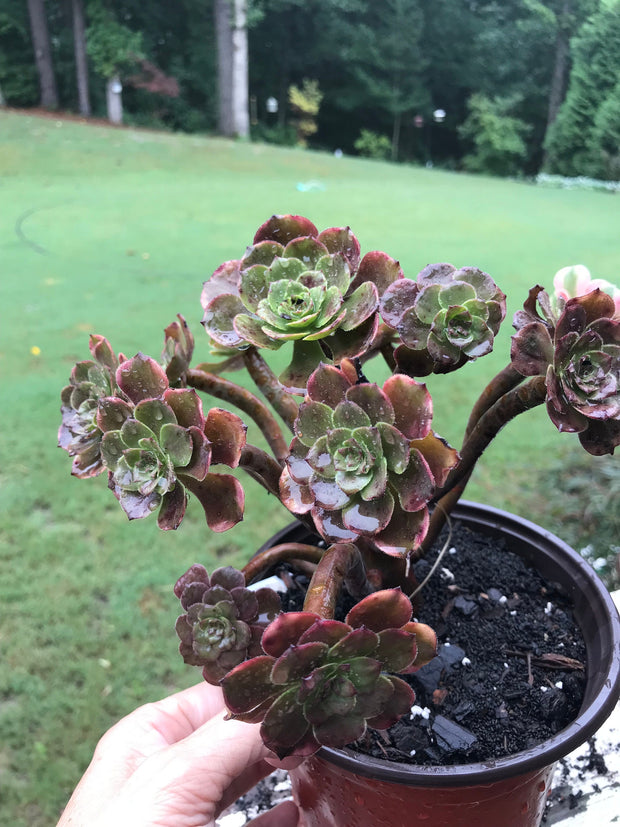 Aeonium Fireworks cluster tree. Photos taken 9-10-23. Rare Aeonium