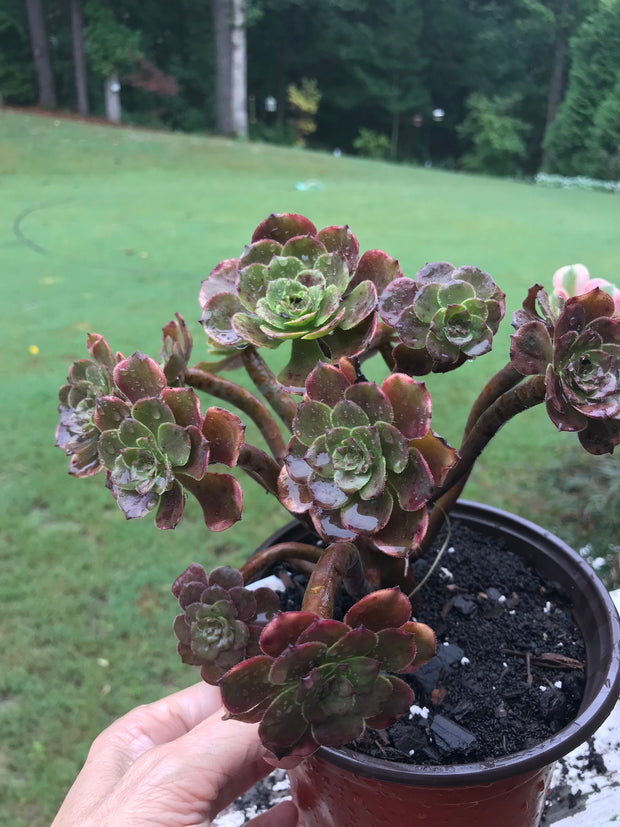 Aeonium Fireworks cluster tree. Photos taken 9-10-23. Rare Aeonium