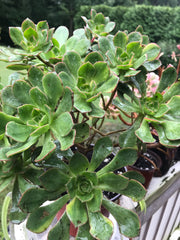 Aeonium Butterfly huge cluster. Photos taken 9-10-23. Rare Aeonium.