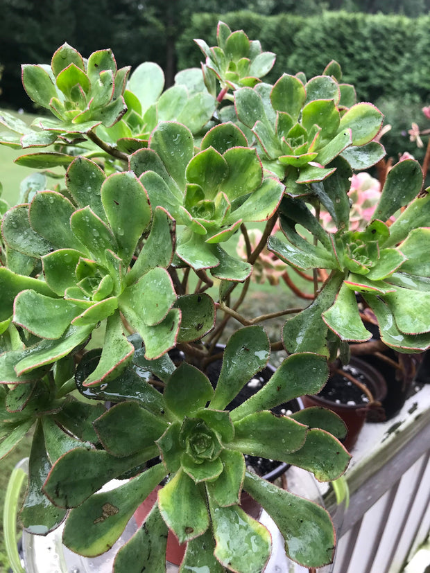 Aeonium Butterfly huge cluster. Photos taken 9-10-23. Rare Aeonium.