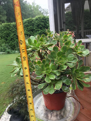 Aeonium Butterfly huge cluster. Photos taken 9-10-23. Rare Aeonium.