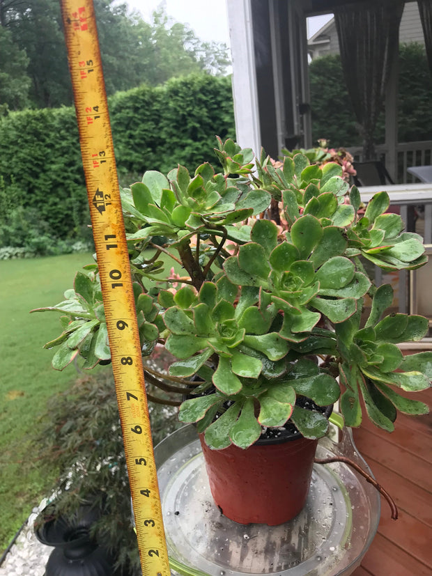 Aeonium Butterfly huge cluster. Photos taken 9-10-23. Rare Aeonium.