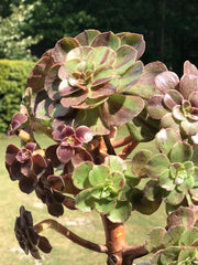 Aeonium Big Bang cluster tree. Photos taken 9-24-23. Rare Aeonium