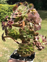 Aeonium Big Bang cluster tree. Photos taken 9-24-23. Rare Aeonium