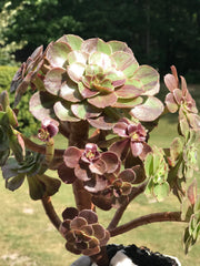 Aeonium Big Bang cluster tree. Photos taken 9-24-23. Rare Aeonium