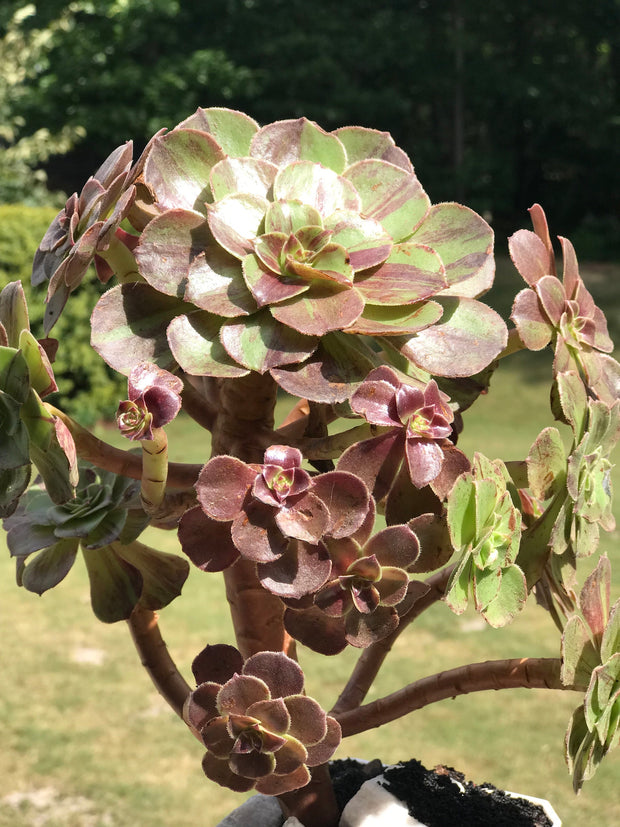 Aeonium Big Bang cluster tree. Photos taken 9-24-23. Rare Aeonium