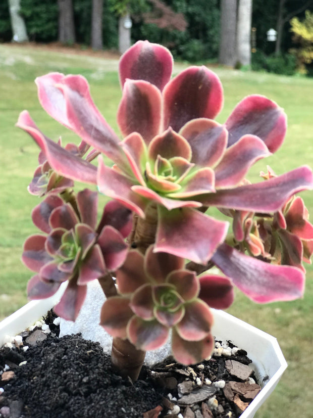 Aeonium Medusa cluster. Photos taken 9-24-23. Rare Aeonium