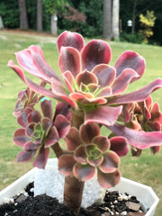 Aeonium Medusa cluster. Photos taken 9-24-23. Rare Aeonium