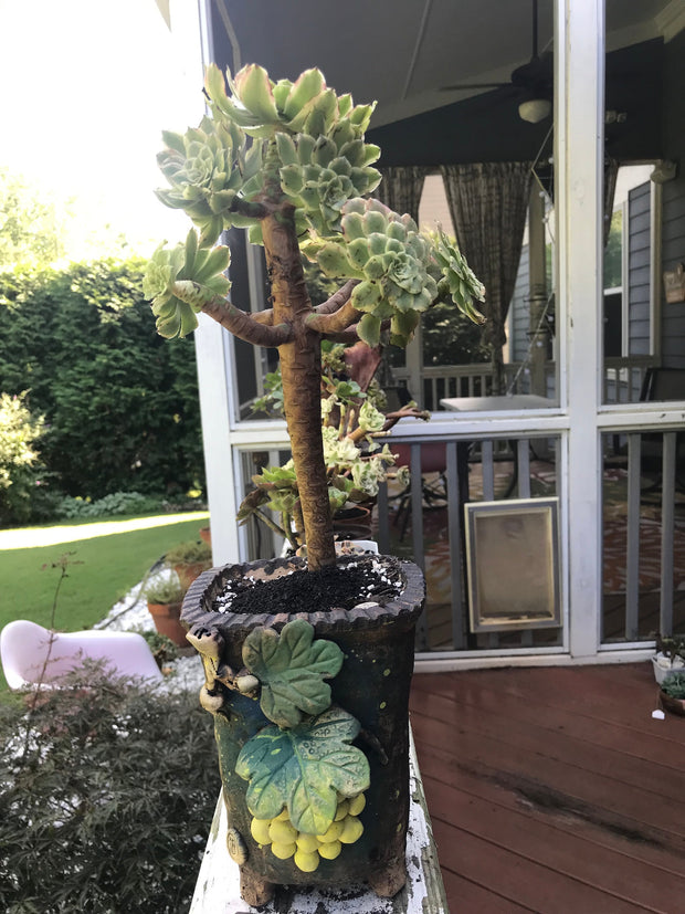 Premium Unique one of a kind Hand Made Clay planter with drainage hole for succulents. Plant is NOT included