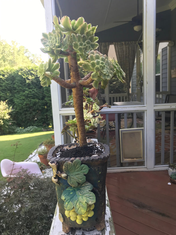 Premium Unique one of a kind Hand Made Clay planter with drainage hole for succulents. Plant is NOT included