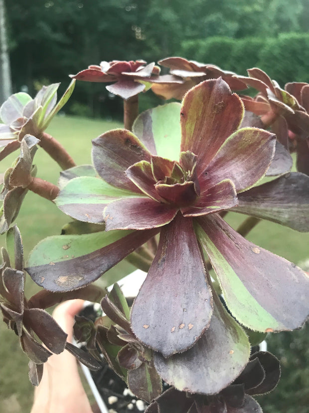 Aeonium Big Bang cluster tree. Photos taken 9-25-23. Rare Aeonium