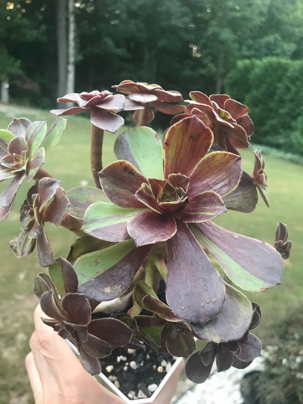 Aeonium Big Bang cluster tree. Photos taken 9-25-23. Rare Aeonium