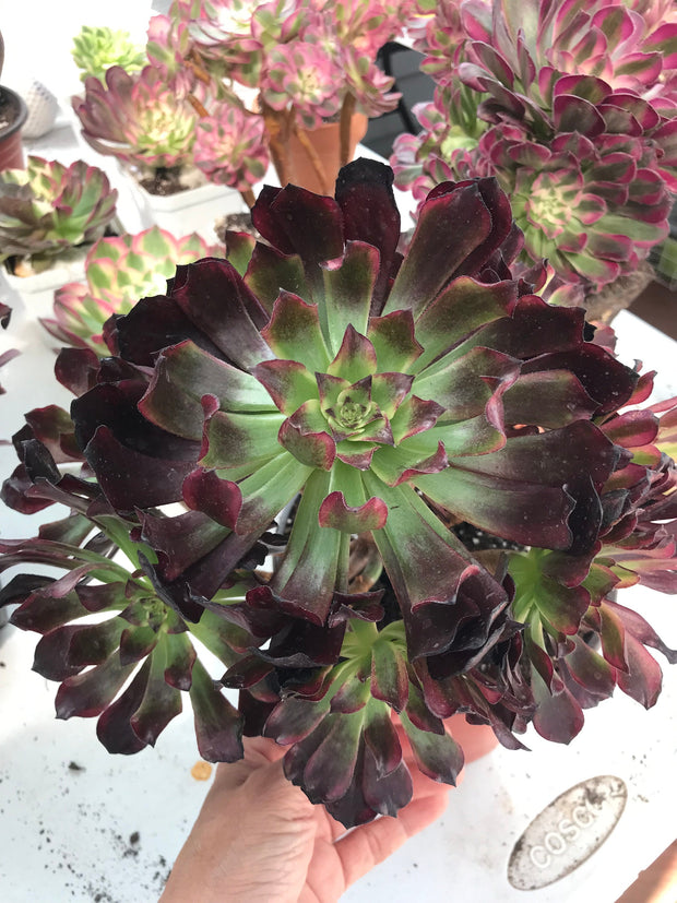 Aeonium Dark Princess cluster tree. Very rare. Photos taken 9-28-23. Rare Aeonium
