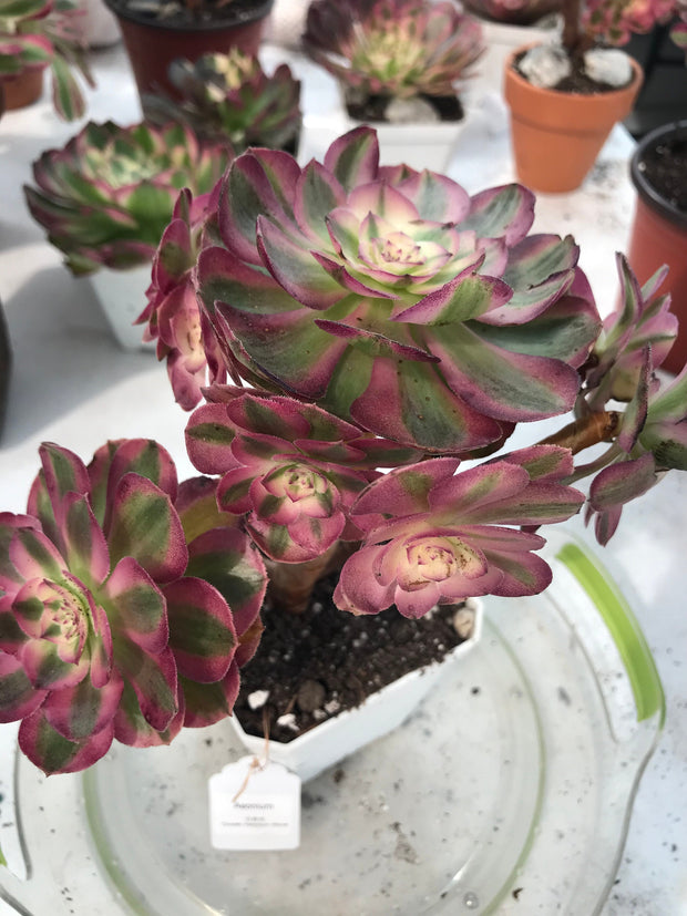 Aeonium Allure cluster. Photos taken 9-28-23. Rare Aeonium