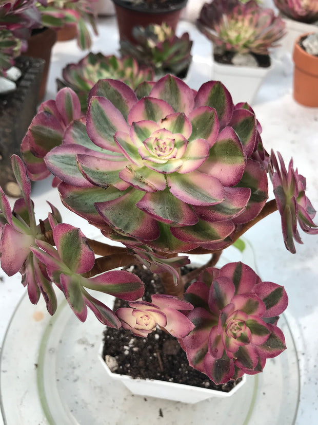 Aeonium Allure cluster. Photos taken 9-28-23. Rare Aeonium