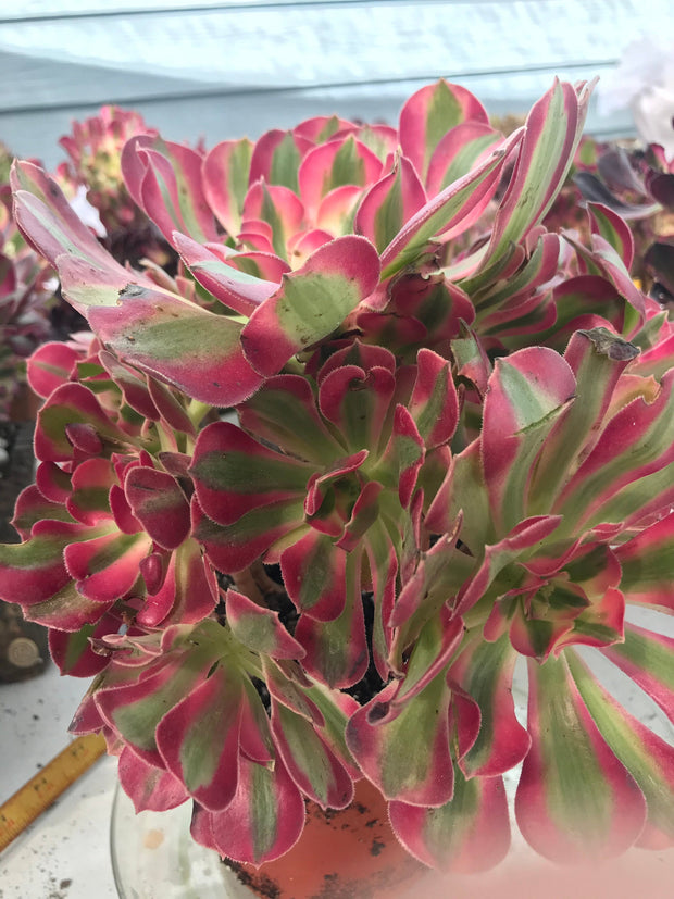 Aeonium huge pink witch cluster tree. Photos taken 9-28-23. Rare Aeonium