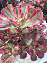 Aeonium huge pink witch cluster tree. Photos taken 9-28-23. Rare Aeonium