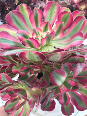 Aeonium huge pink witch cluster tree. Photos taken 9-28-23. Rare Aeonium