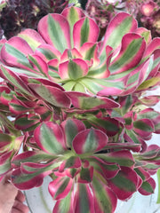 Aeonium huge pink witch cluster tree. Photos taken 9-28-23. Rare Aeonium