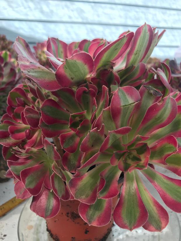 Aeonium huge pink witch cluster tree. Photos taken 9-28-23. Rare Aeonium