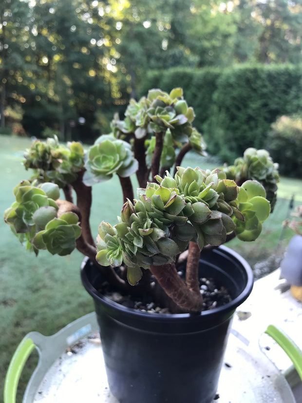 Aeonium Crested Gold Wave. Photos taken 9-16-23. Rare Aeonium.