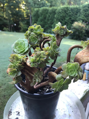 Aeonium Crested Gold Wave. Photos taken 9-16-23. Rare Aeonium.