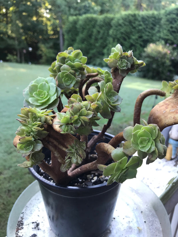 Aeonium Crested Gold Wave. Photos taken 9-16-23. Rare Aeonium.