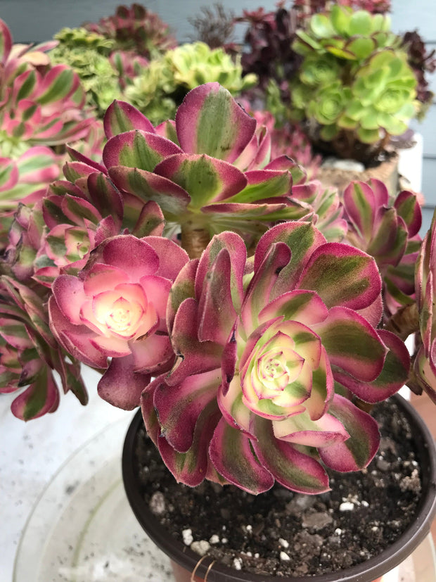 Aeonium Allure  cluster tree. Photos taken 9-29-23. Rare Aeonium