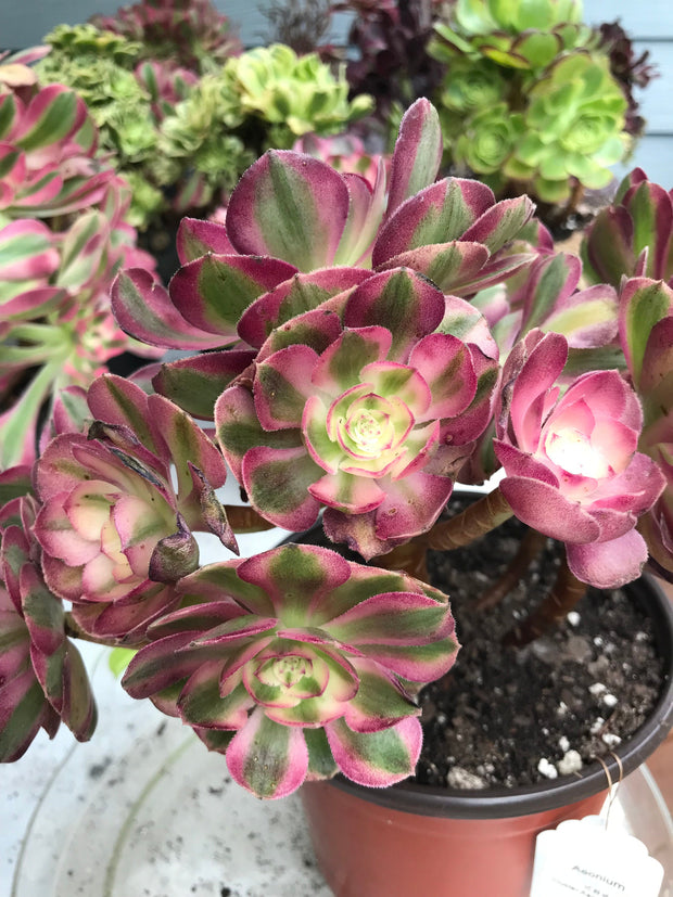 Aeonium Allure  cluster tree. Photos taken 9-29-23. Rare Aeonium