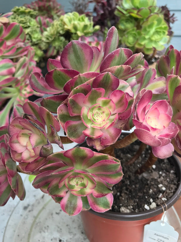 Aeonium Allure  cluster tree. Photos taken 9-29-23. Rare Aeonium