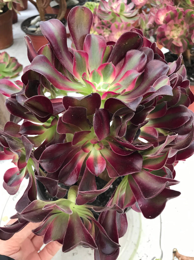 Aeonium Medusa huge cluster tree. Photos taken 9-29-23. Rare Aeonium