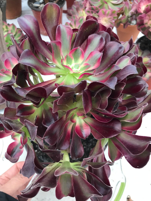 Aeonium Medusa huge cluster tree. Photos taken 9-29-23. Rare Aeonium