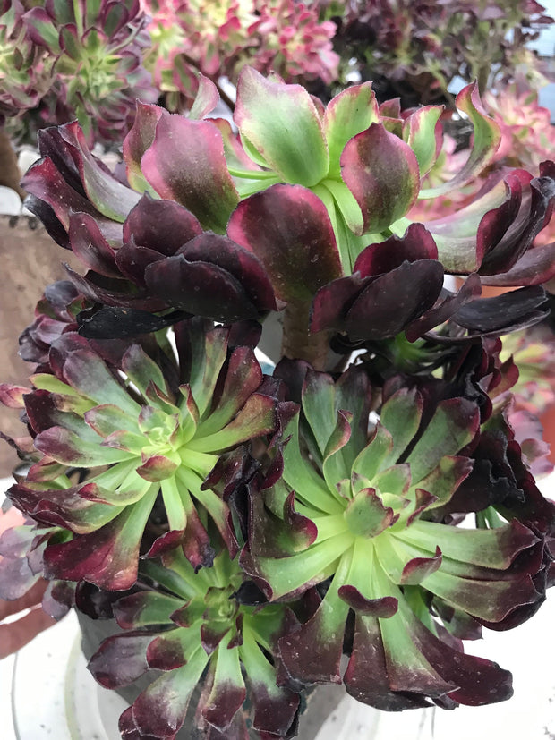 Aeonium Dark Princess cluster tree. Very rare. Photos taken 9-29-23. Rare Aeonium