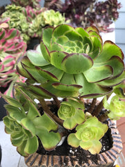 Aeonium Halloween Milky White cluster tree. Photos taken 9-29-23. Rare Aeonium