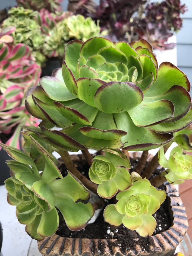 Aeonium Halloween Milky White cluster tree. Photos taken 9-29-23. Rare Aeonium