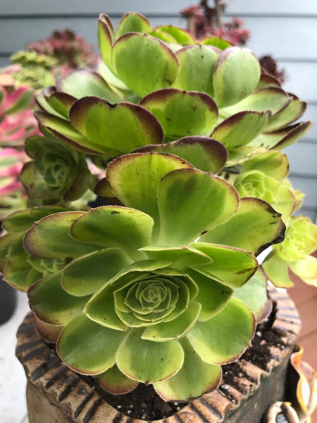 Aeonium Halloween Milky White cluster tree. Photos taken 9-29-23. Rare Aeonium