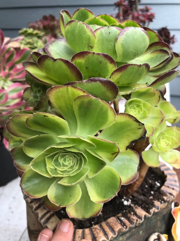 Aeonium Halloween Milky White cluster tree. Photos taken 9-29-23. Rare Aeonium