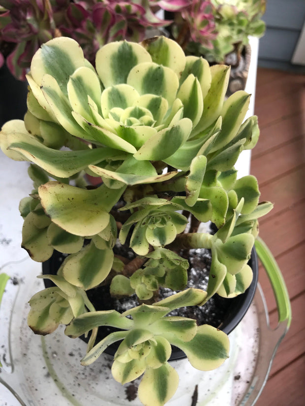 Aeonium Medusa Green cluster tree. Photos taken 9-30-23. Rare Aeonium