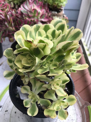 Aeonium Medusa Green cluster tree. Photos taken 9-30-23. Rare Aeonium