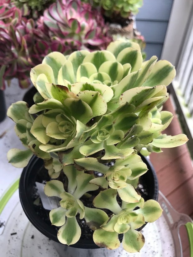Aeonium Medusa Green cluster tree. Photos taken 9-30-23. Rare Aeonium