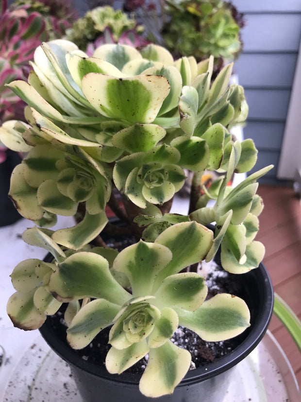 Aeonium Medusa Green cluster tree. Photos taken 9-30-23. Rare Aeonium