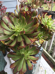 Aeonium Pink Daisy huge cluster tree. Photos taken 9-30-23. Rare Aeonium