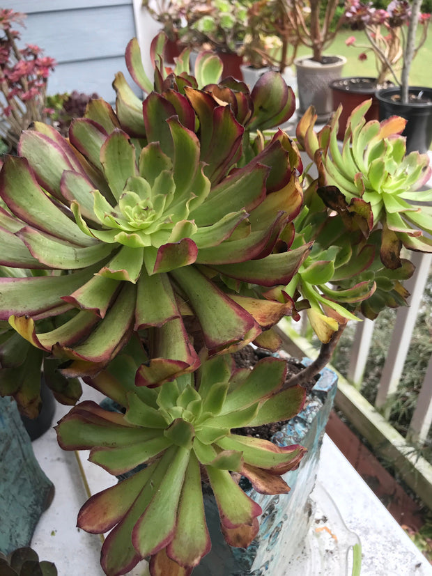 Aeonium Pink Daisy huge cluster tree. Photos taken 9-30-23. Rare Aeonium