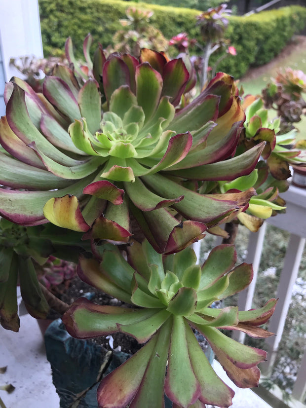 Aeonium Pink Daisy huge cluster tree. Photos taken 9-30-23. Rare Aeonium
