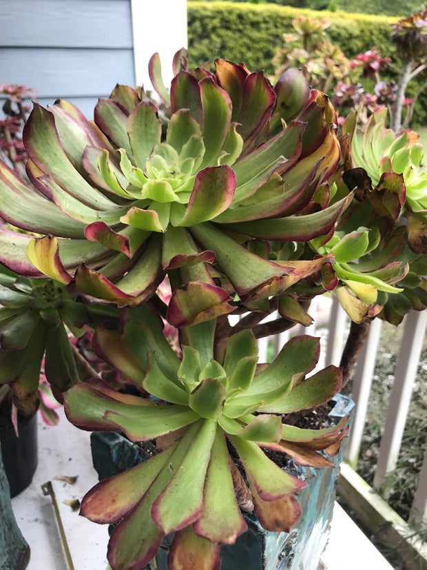 Aeonium Pink Daisy huge cluster tree. Photos taken 9-30-23. Rare Aeonium