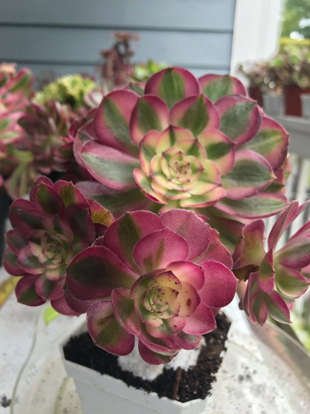 Aeonium Allure cluster. Photos taken 9-30-23. Rare Aeonium