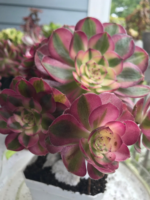Aeonium Allure cluster. Photos taken 9-30-23. Rare Aeonium