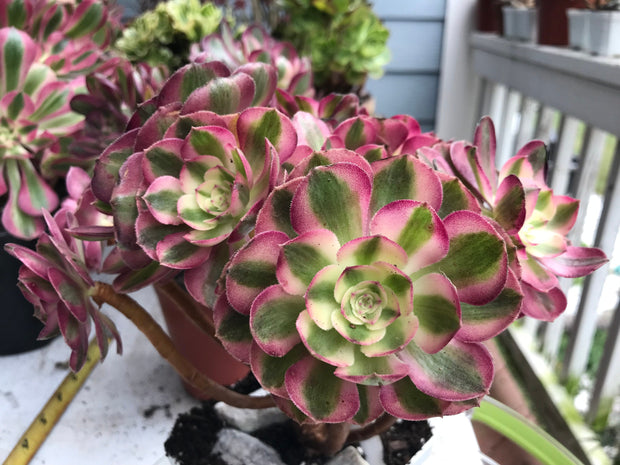Aeonium Allure cluster. Photos taken 9-30-23. Rare Aeonium